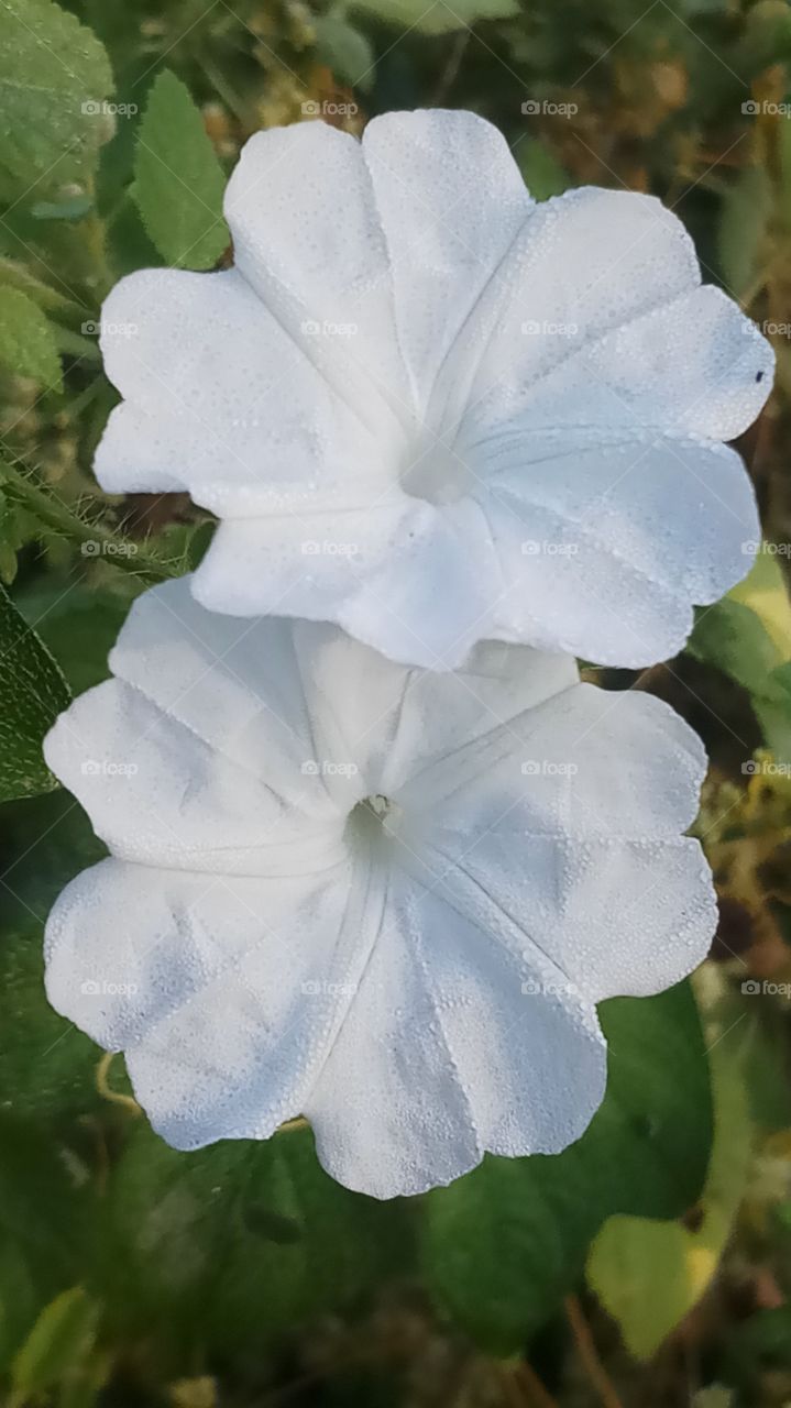 This flowers beautyfull morning click