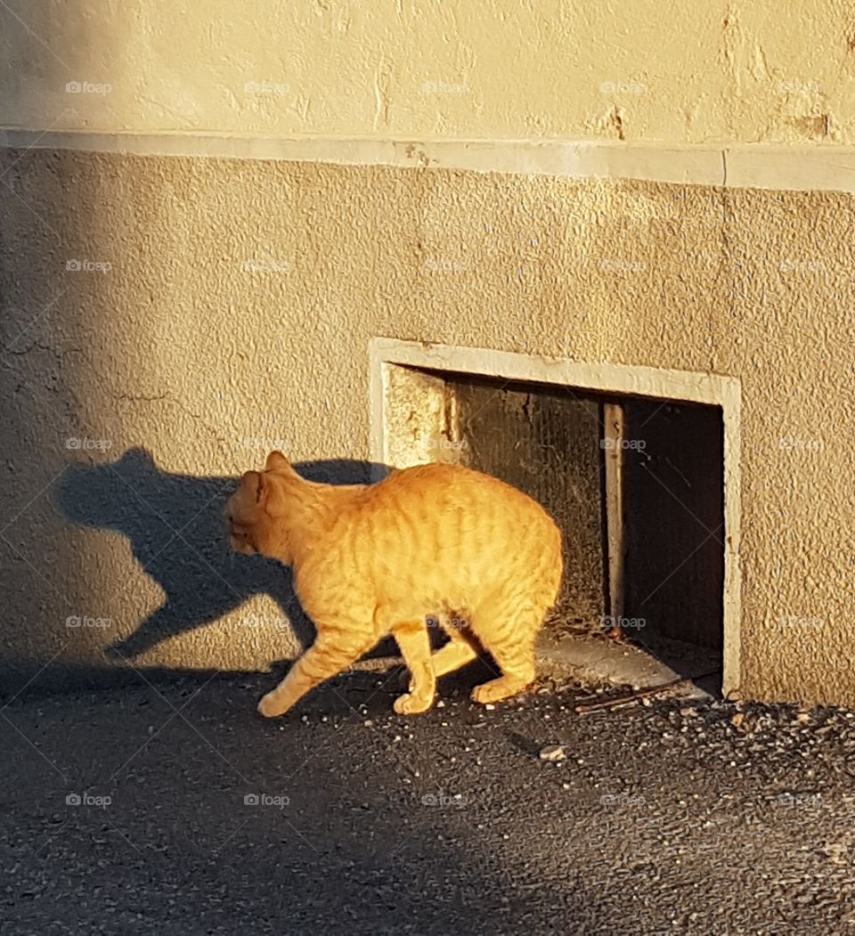 Red cat come out from a cellar window with his shadow on the wall