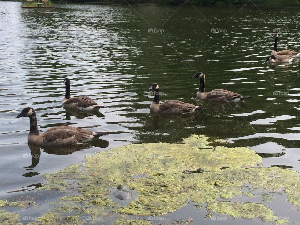 Goose family. In Ames, IA