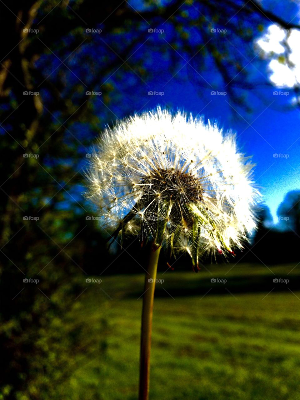 Beautiful Weed. Dandelion clock ...