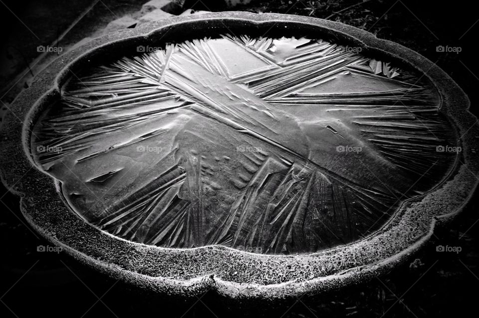 Frozen bird pond