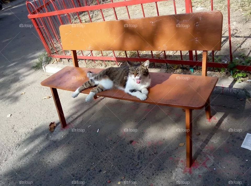 Кот отдых на скамейке