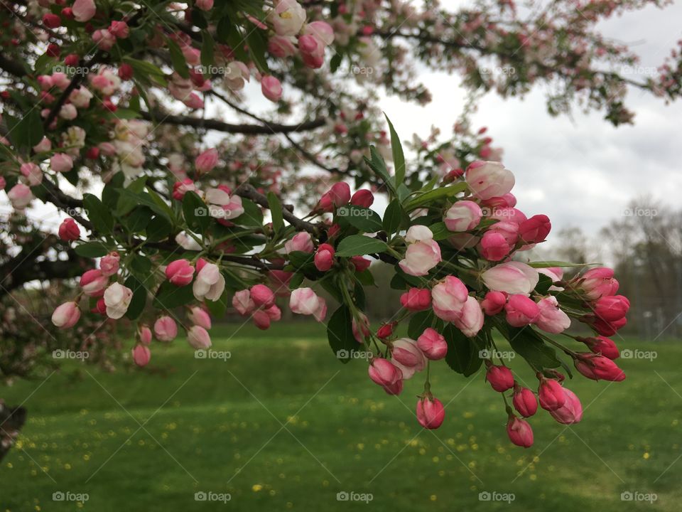 Pink and white blossoms