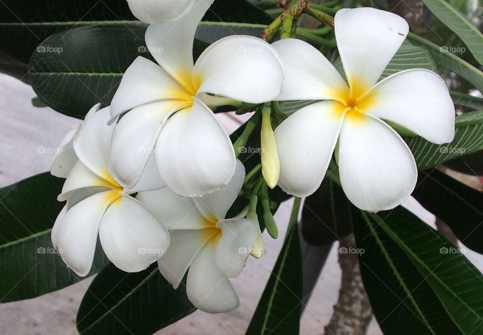 White frangipani