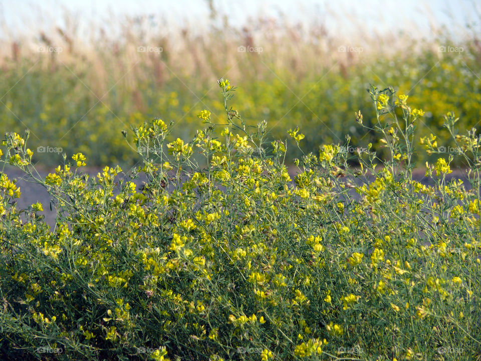 Close-up of yellow meadow