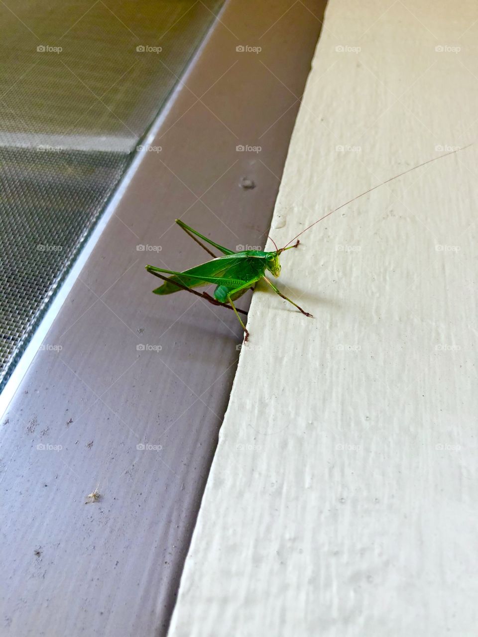 Insect on house
