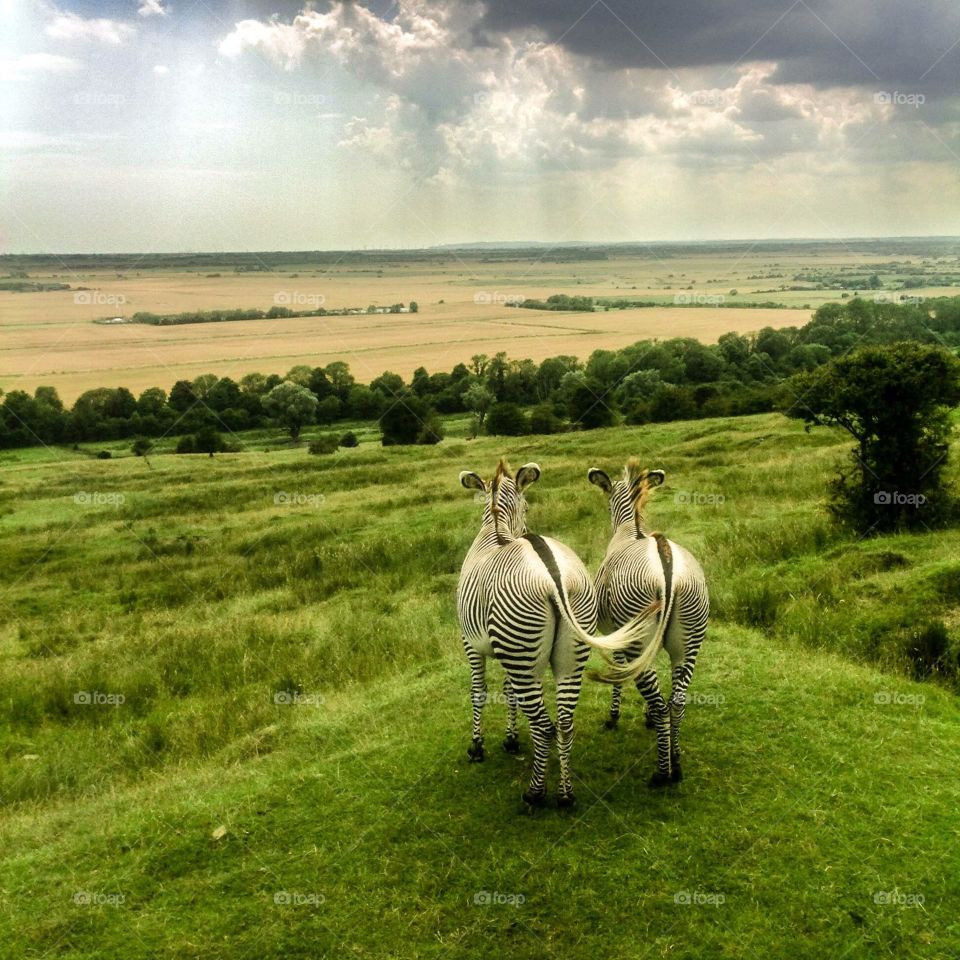Two Zebras Enjoying the British Countryside