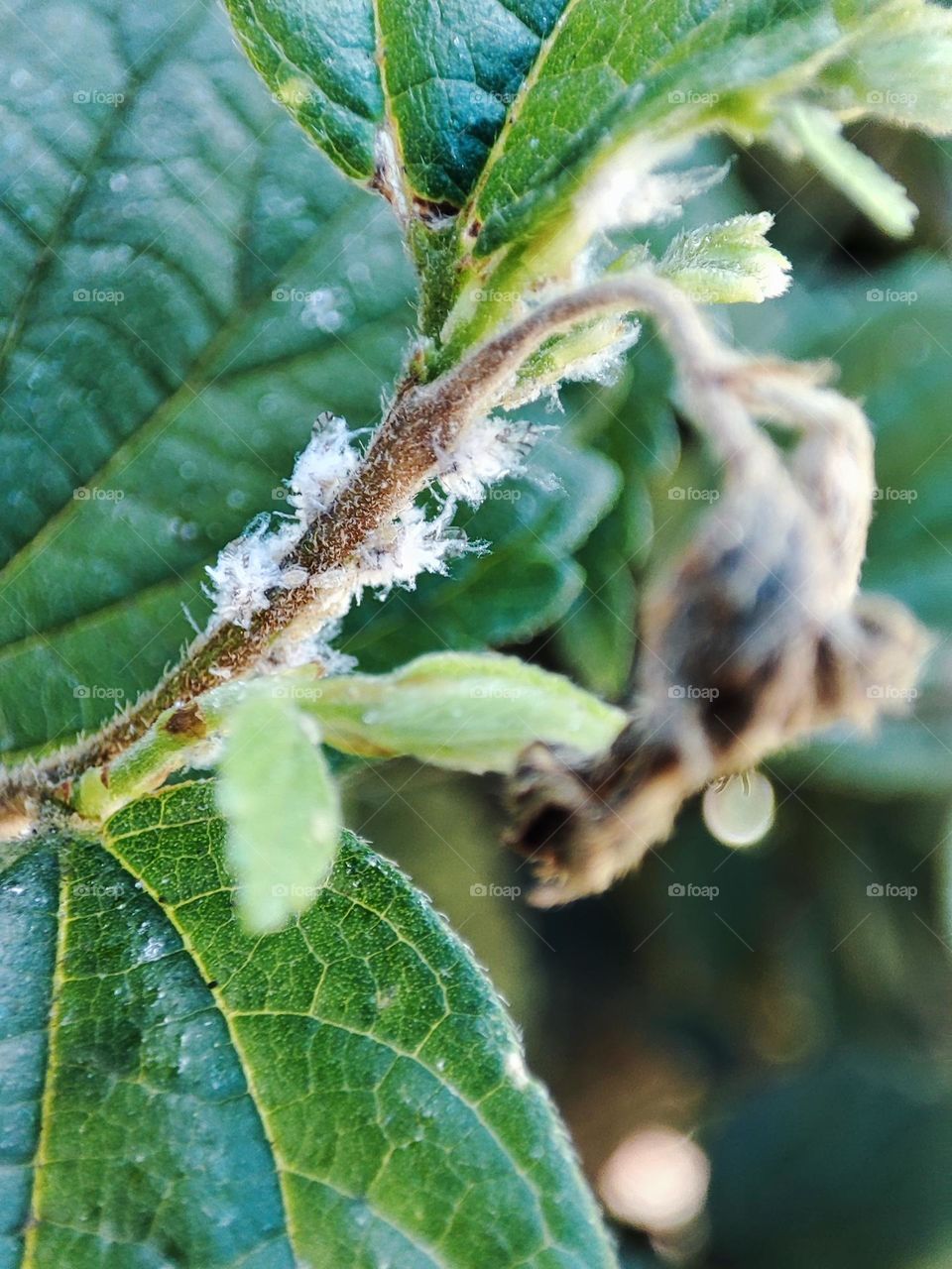 Prociphilus, Insects on a tree