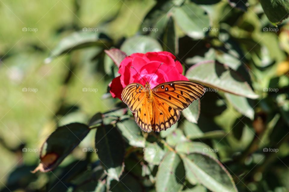 Butterfly on green 