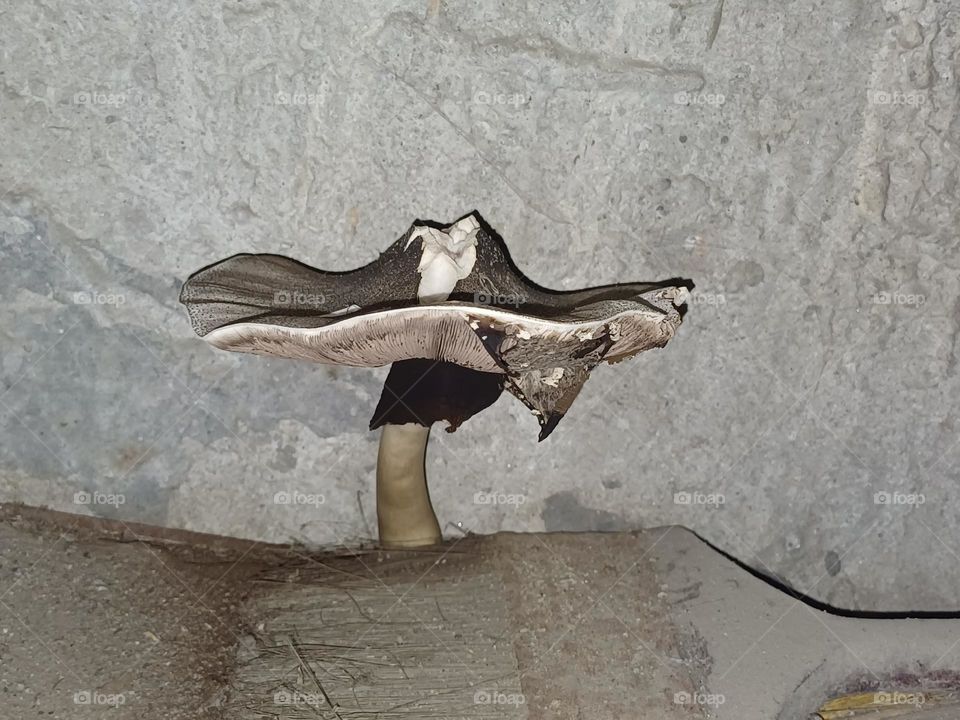 one fungal growth in a room