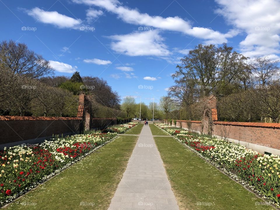 Spring in the park, Malmö Sweden, blossom