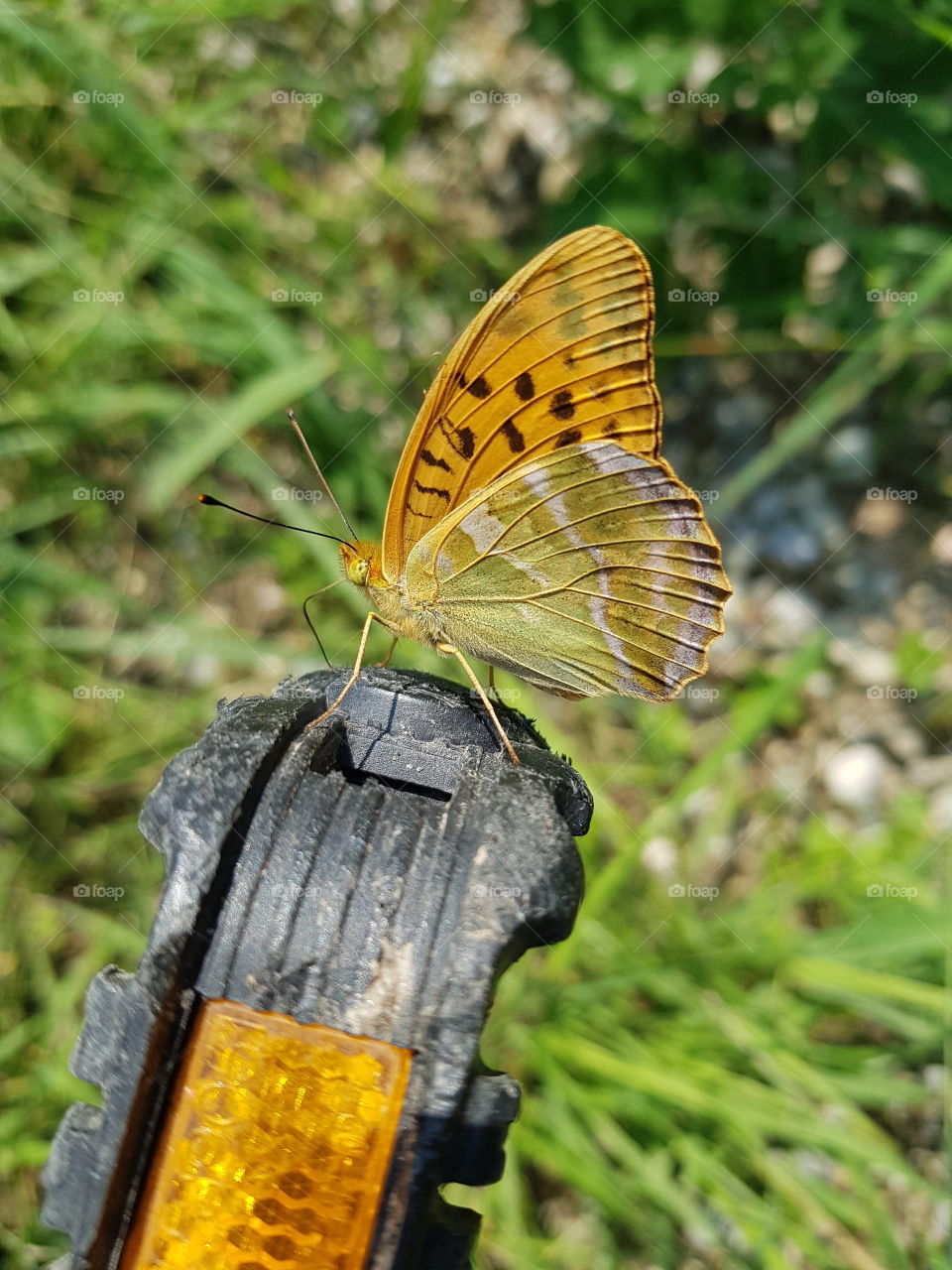 A butterfly sitting on a bicycle pedal