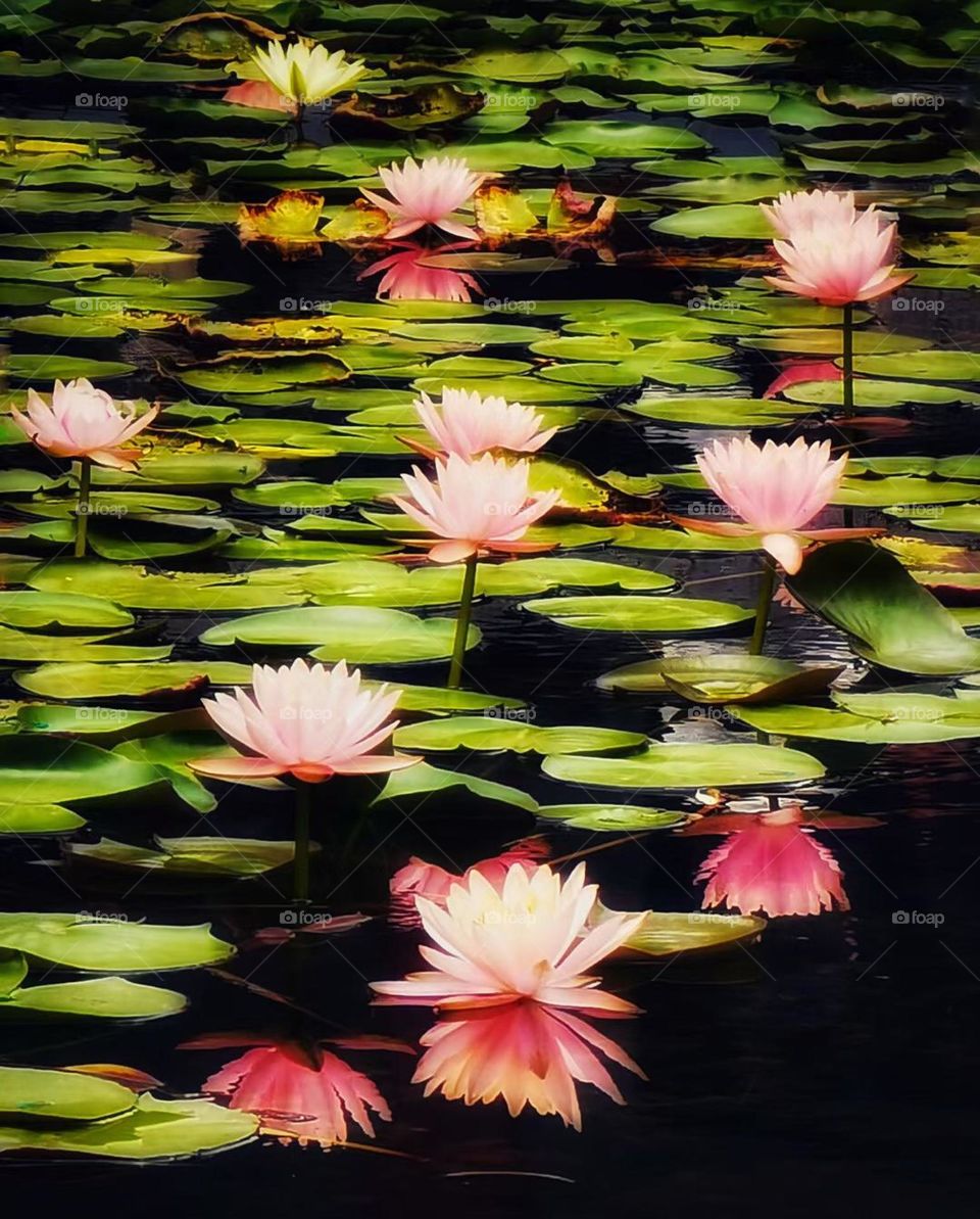 Flower leaves river lotus