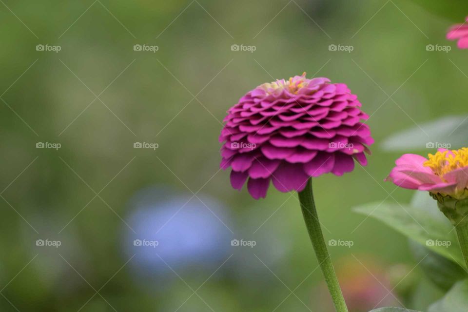 Close-up of a pink flower