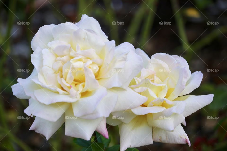 Double white roses with pink tinged closeup blurred background