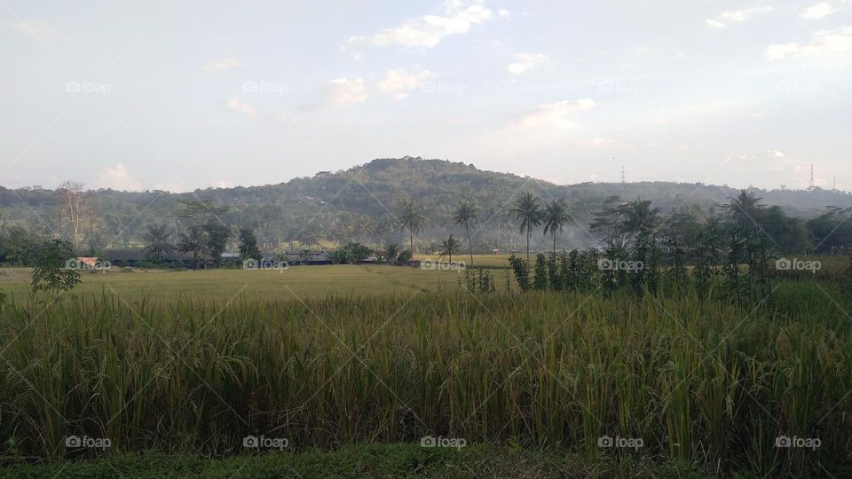 Beautiful view in the afternoon in the rice fields