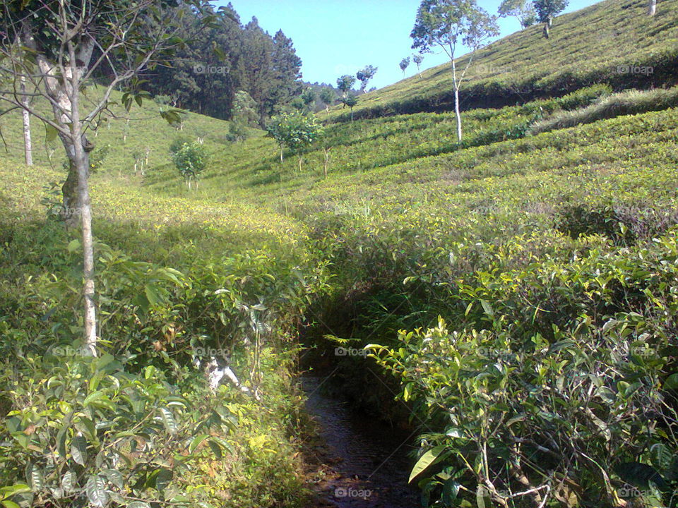 Tea estates