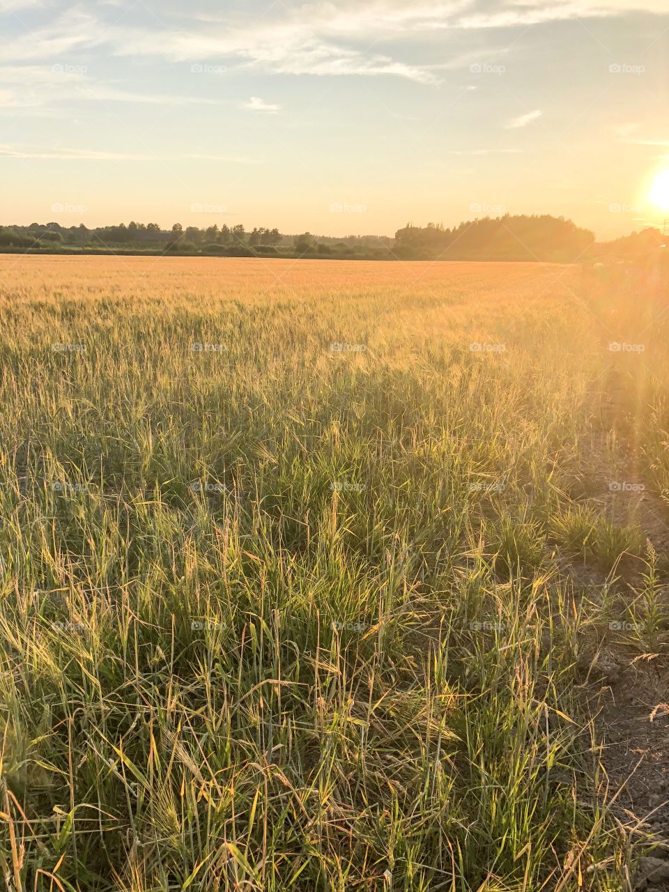 Wheat growing on a field 