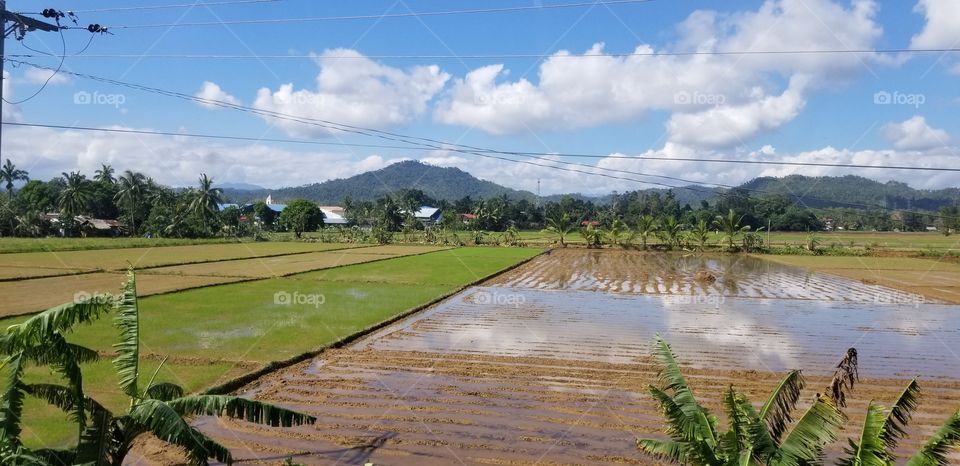 Calm Philippine Rice Fields