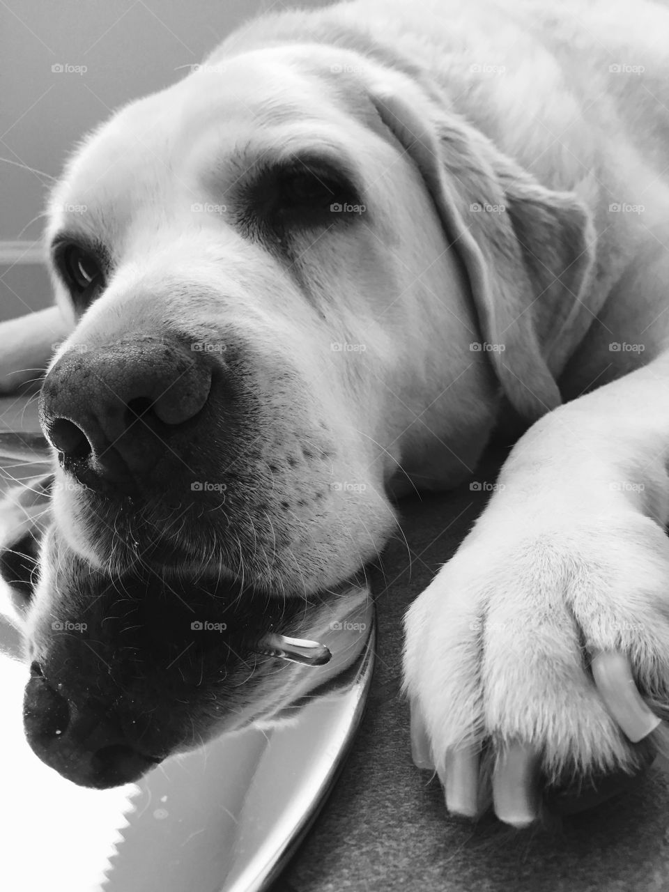 Lucy the lab relaxing 