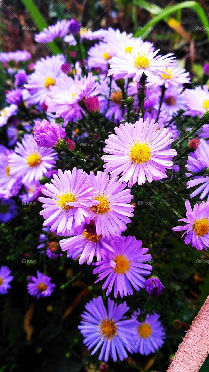 Nature, Flower, Summer, No Person, Flora