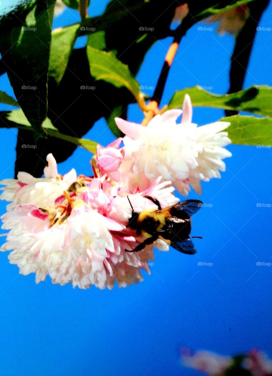 Summer bee 