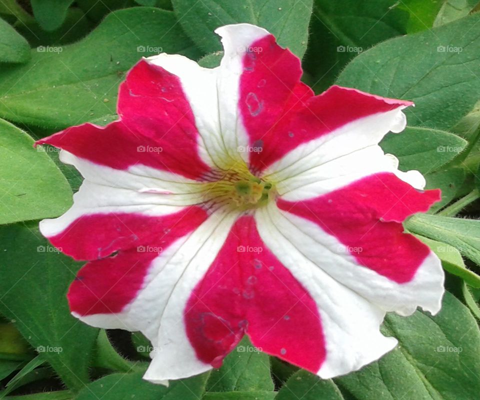 Beautiful red and white mix flower
