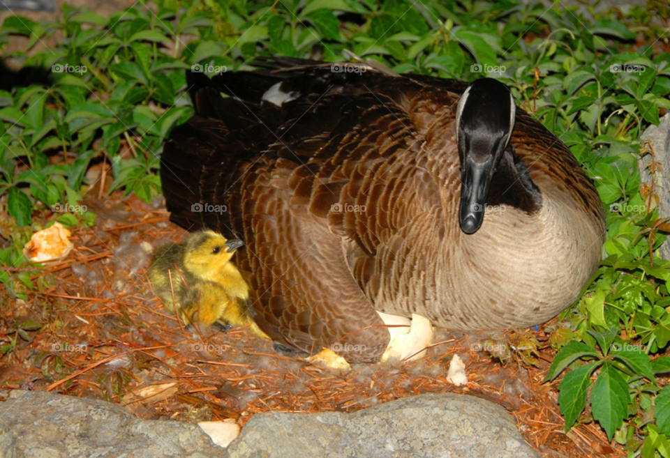 eggs goose hatching canada goose by lightanddrawing