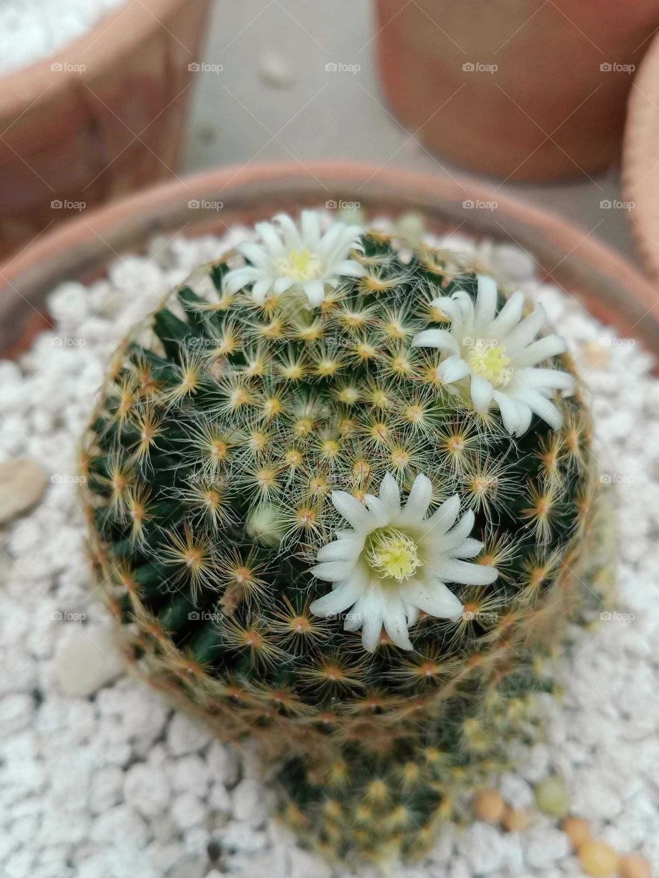 Cactus