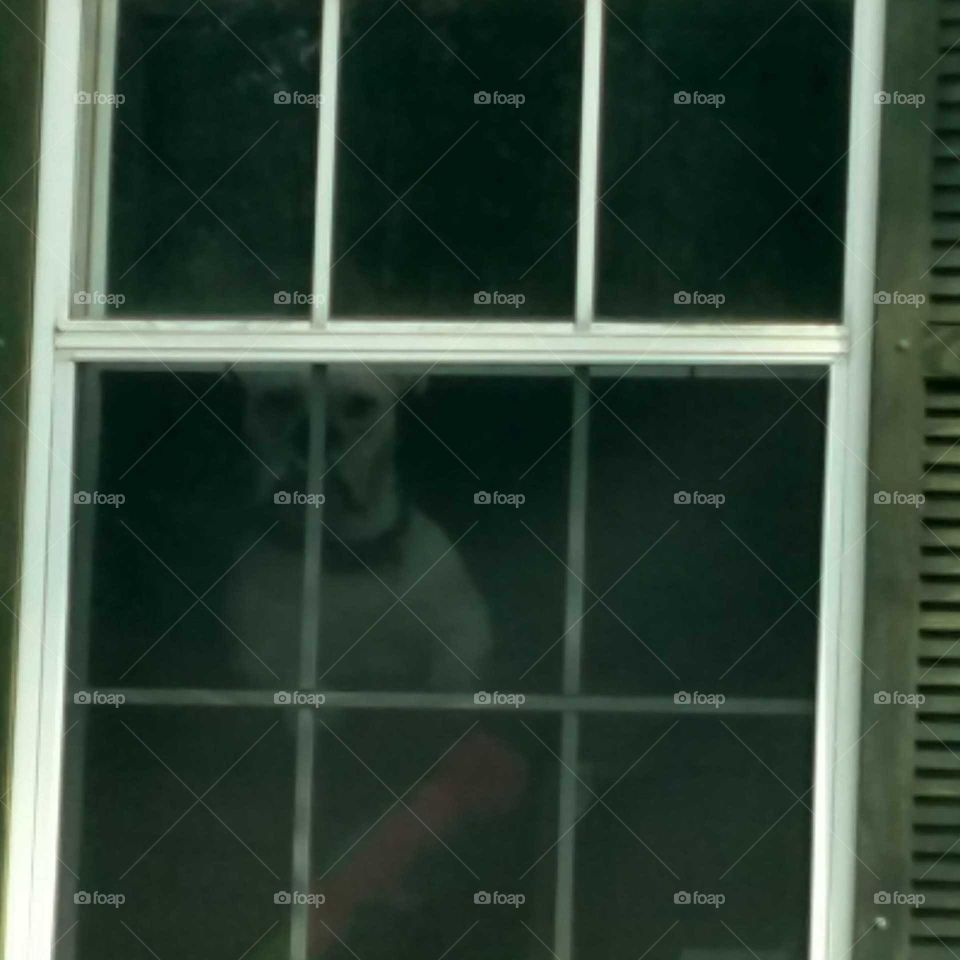 guard dog, window, Happy, love, peekaboo
