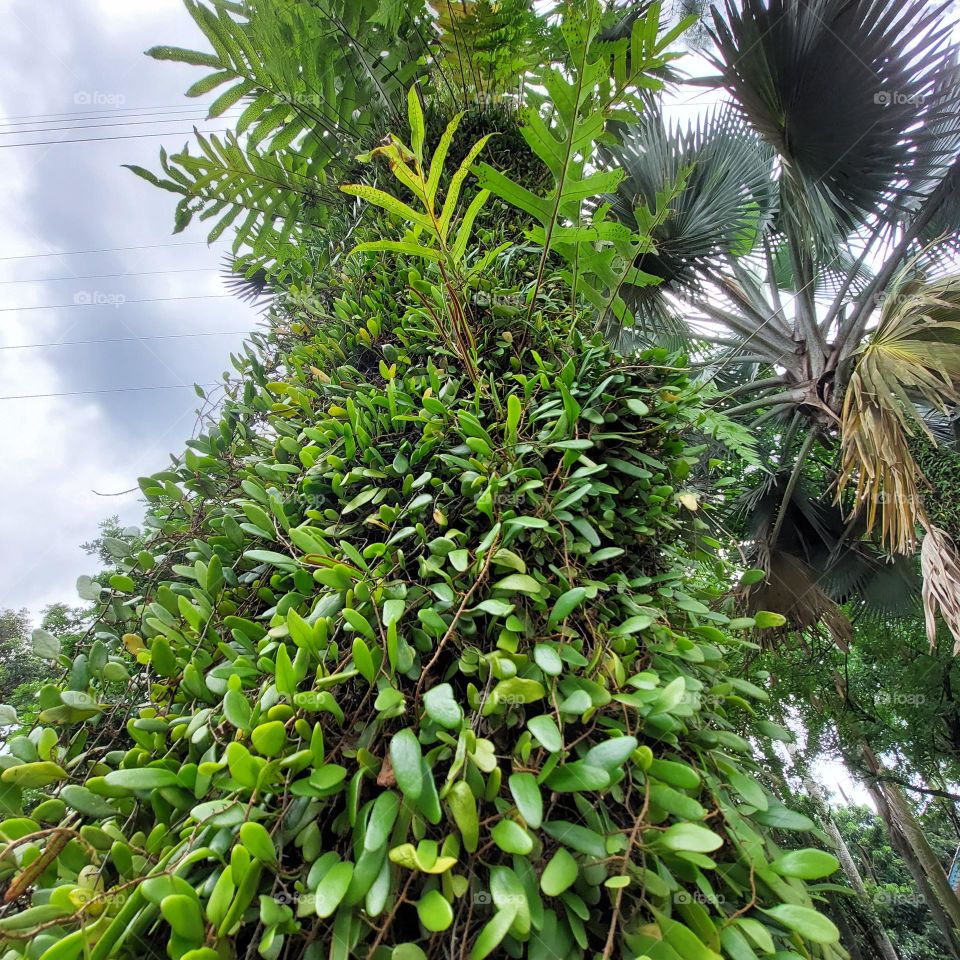 a plant that grows vines on a big tree trunk