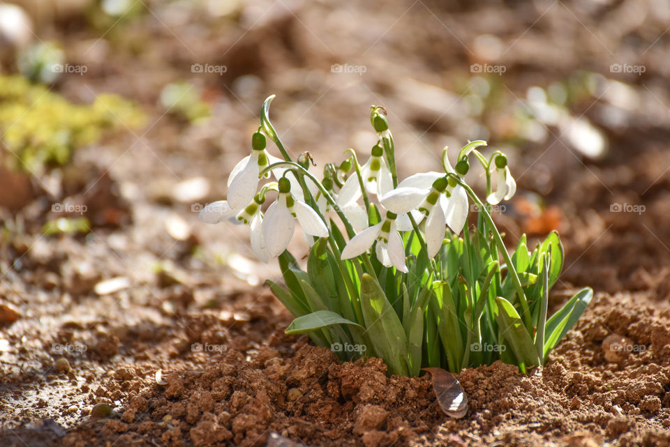 Snowdrops