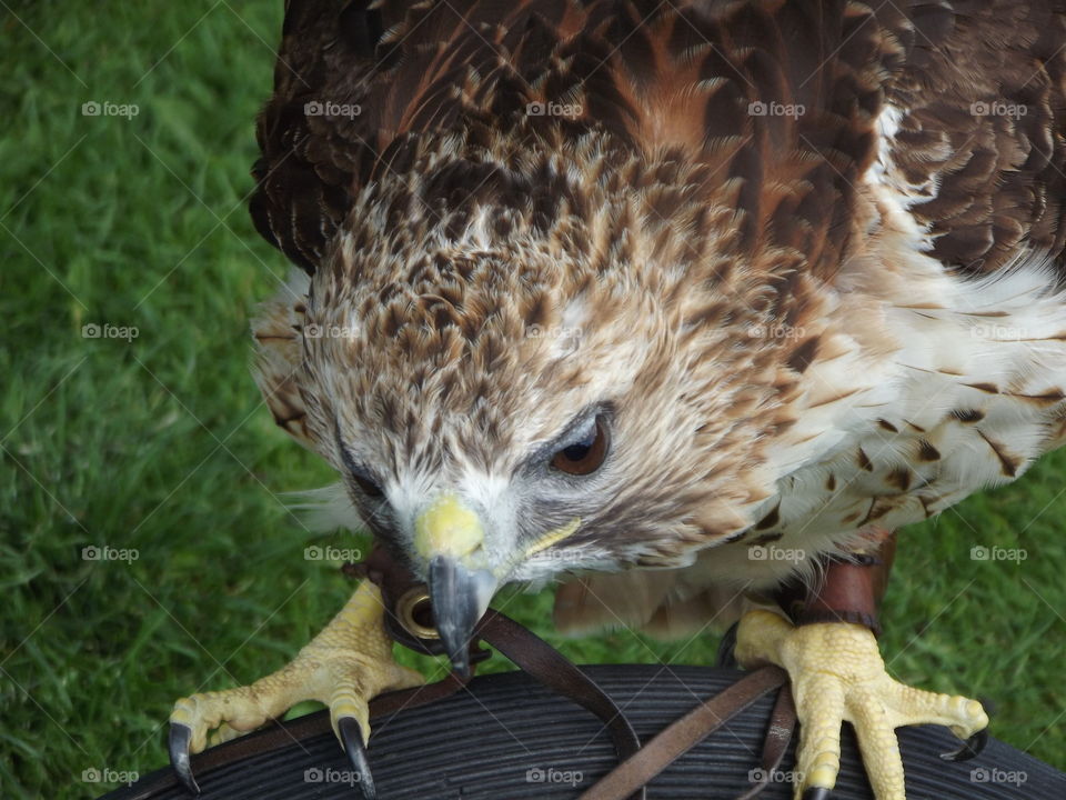 Hawks Face