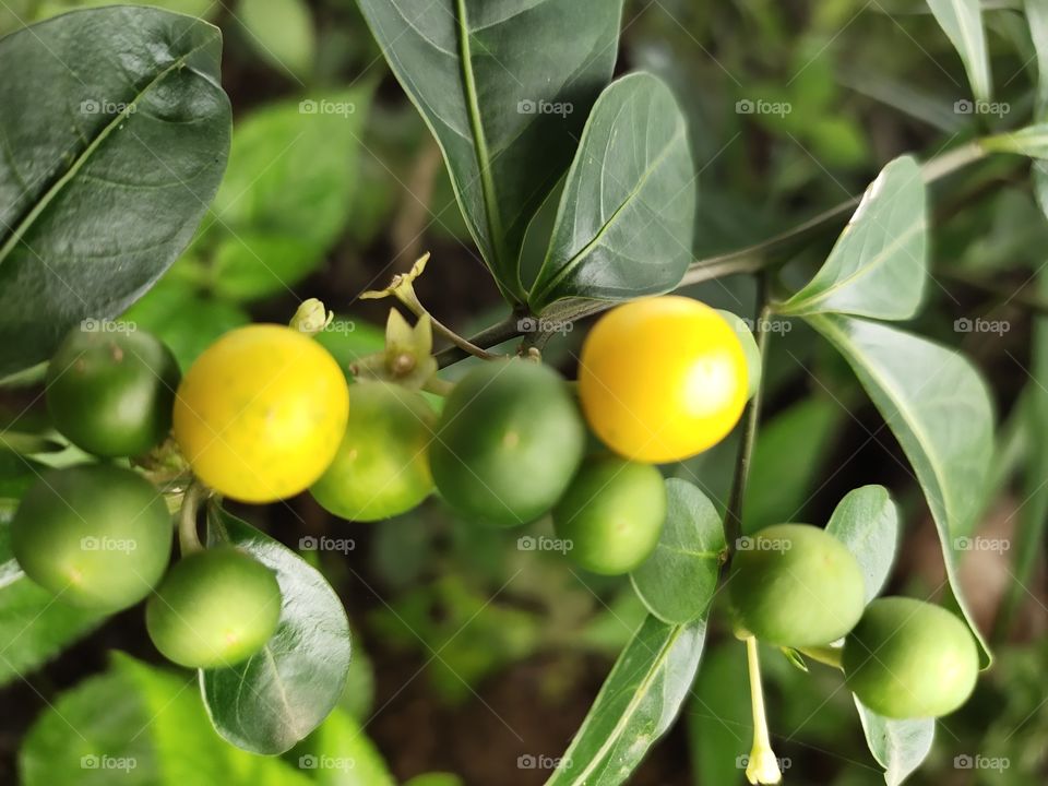 Mirabelle plum or Cherry plum
Green and Yellow Beauty
Delicious
Green and Yellow