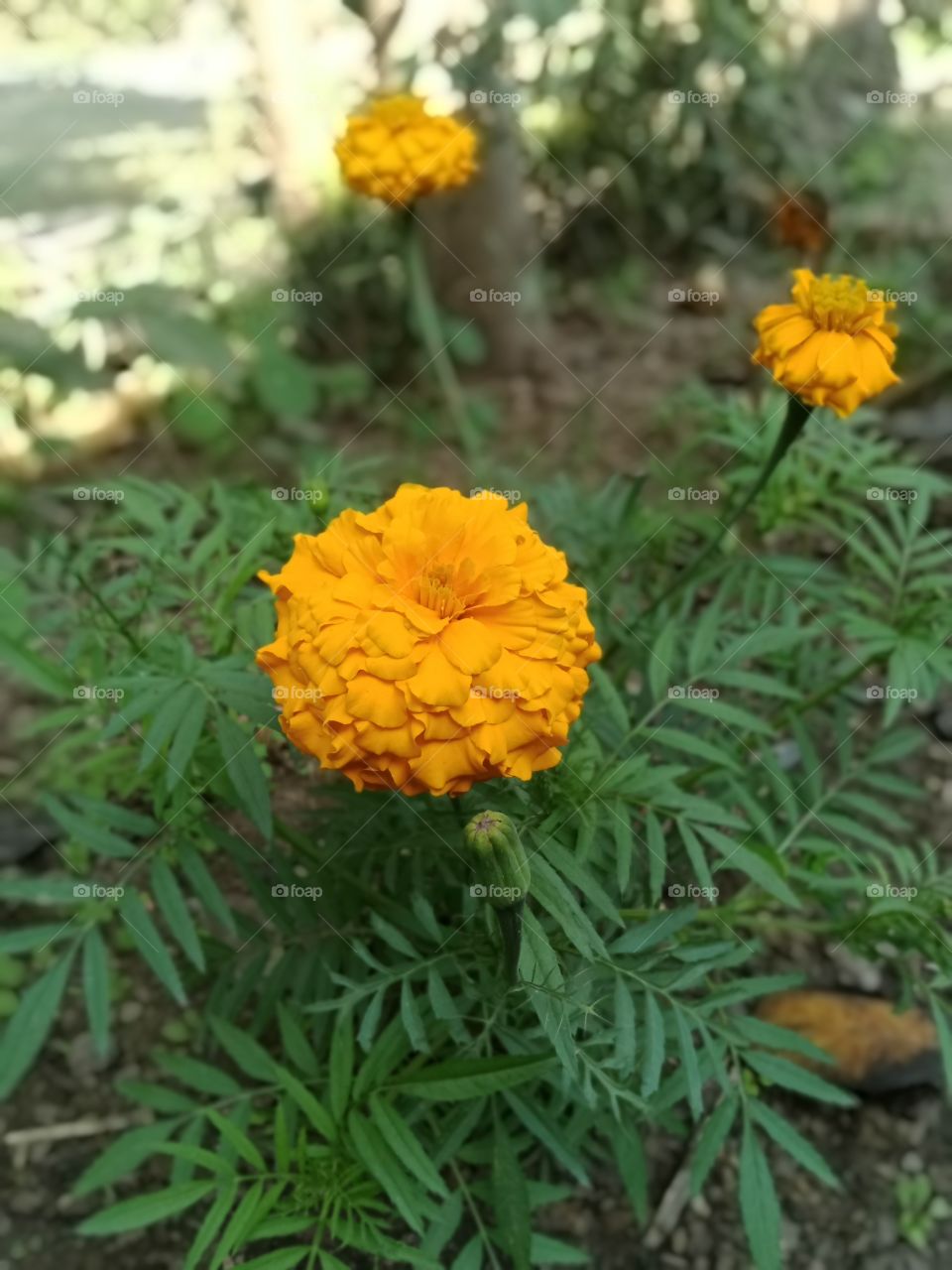 marigold flowers