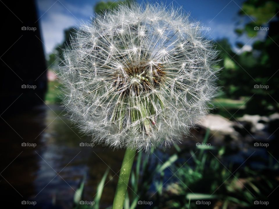 The Dandelion 