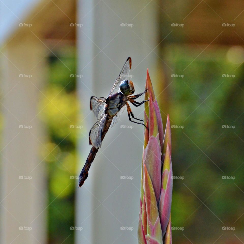 Dragonfly - A Mass of the Head and Hair Plates in the Neck, the large dragonflies are one of the most adroit flyers, hunting and catching other insects