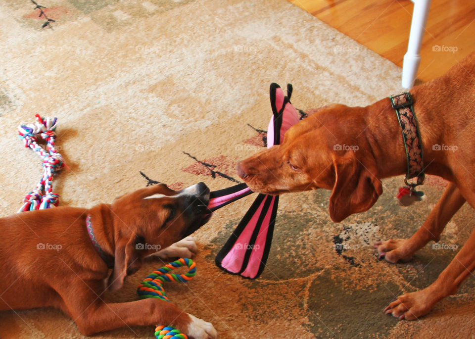 Viszla and boxer mix puppy pull toy