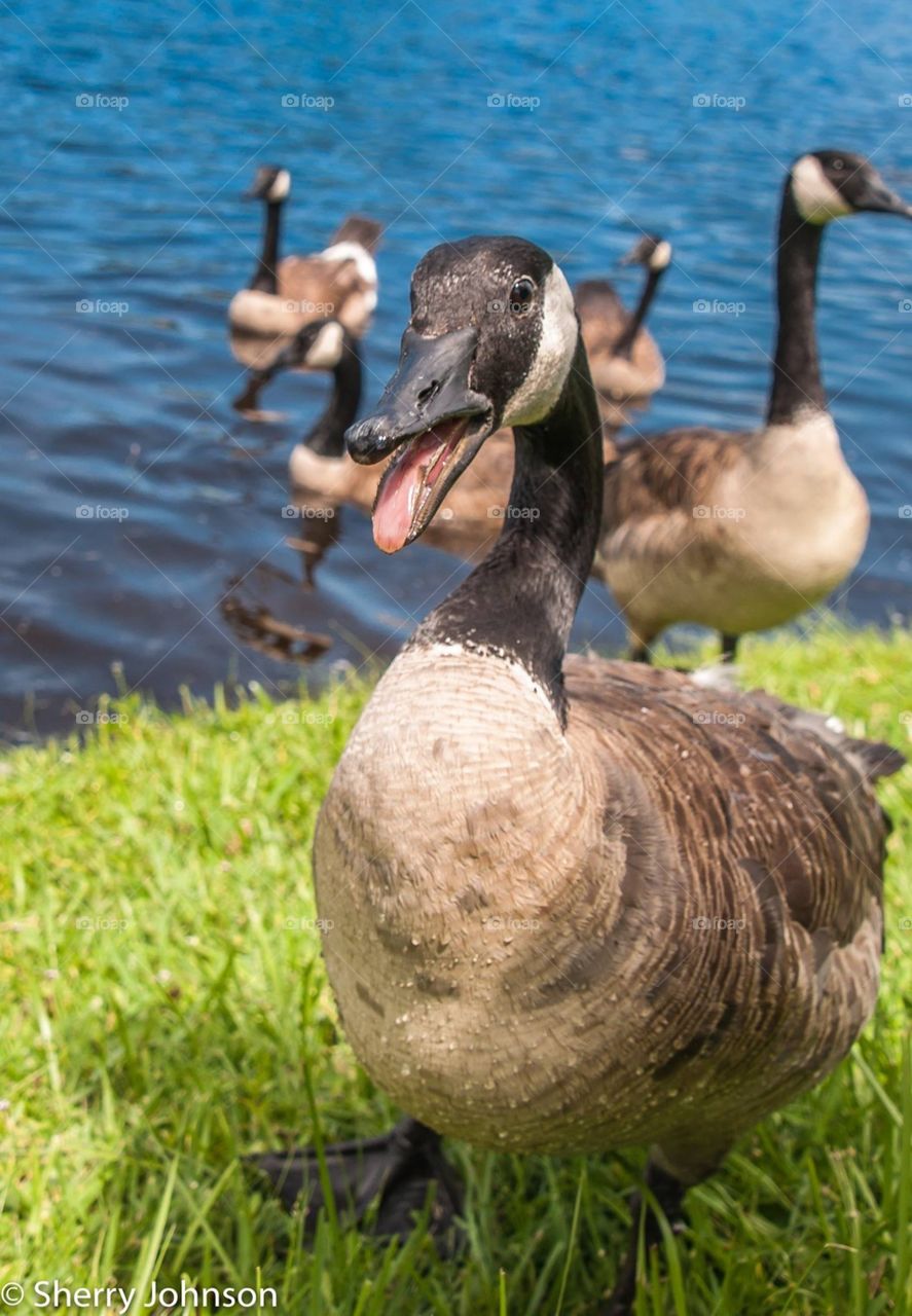 Talking to a goose