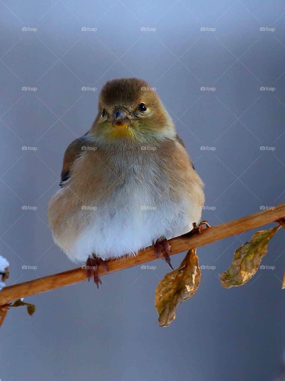 american goldfinch