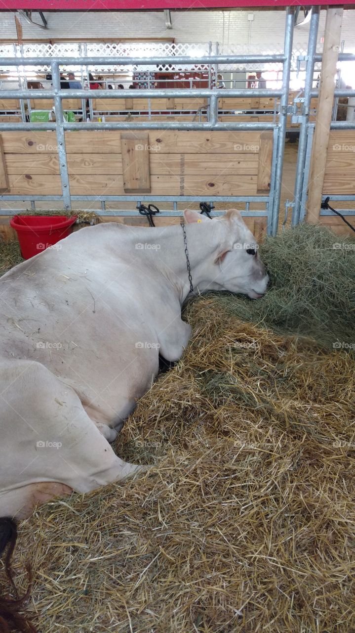 Sleeping White Cow on bed of Hay