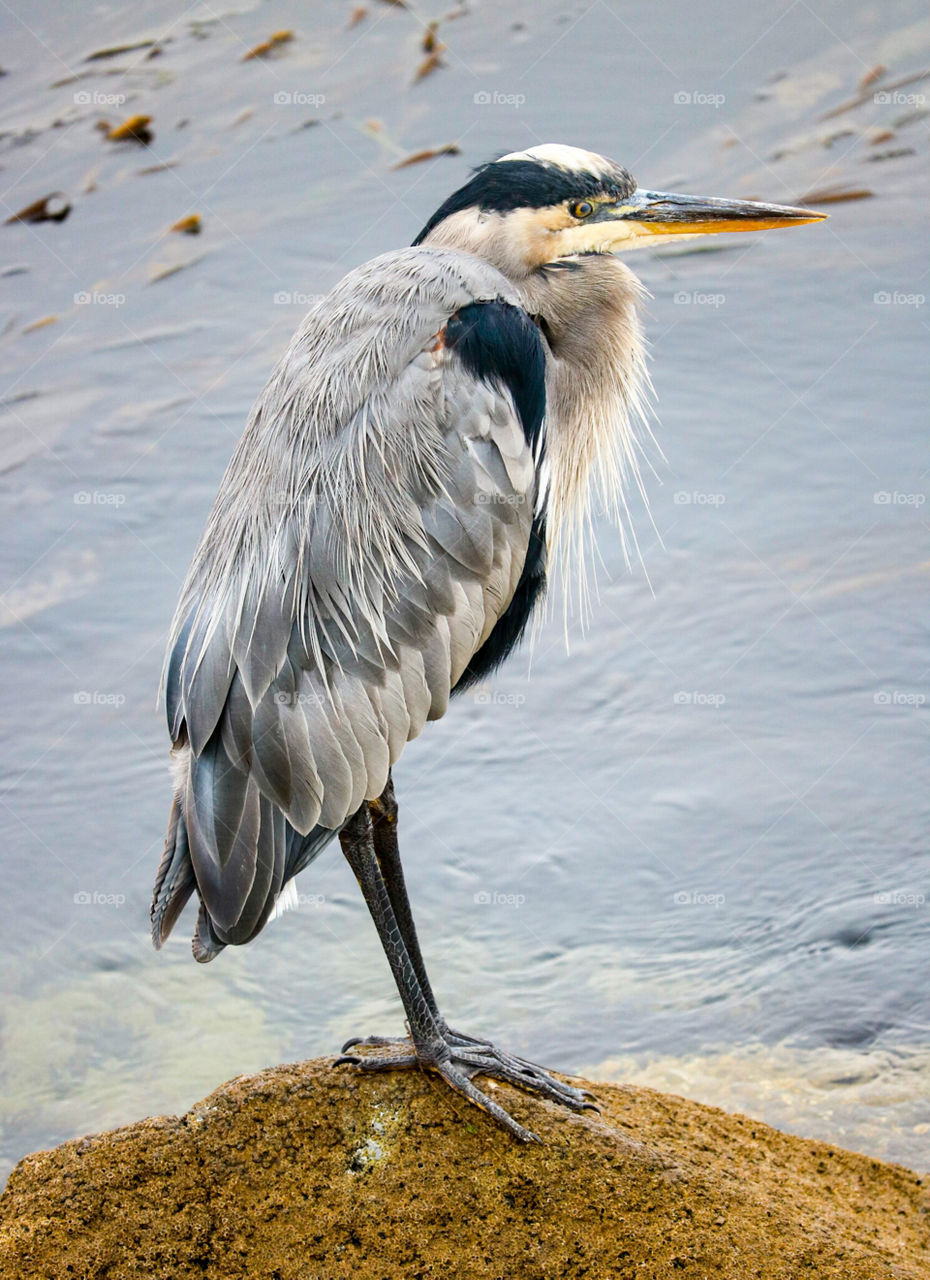 Grey Heron