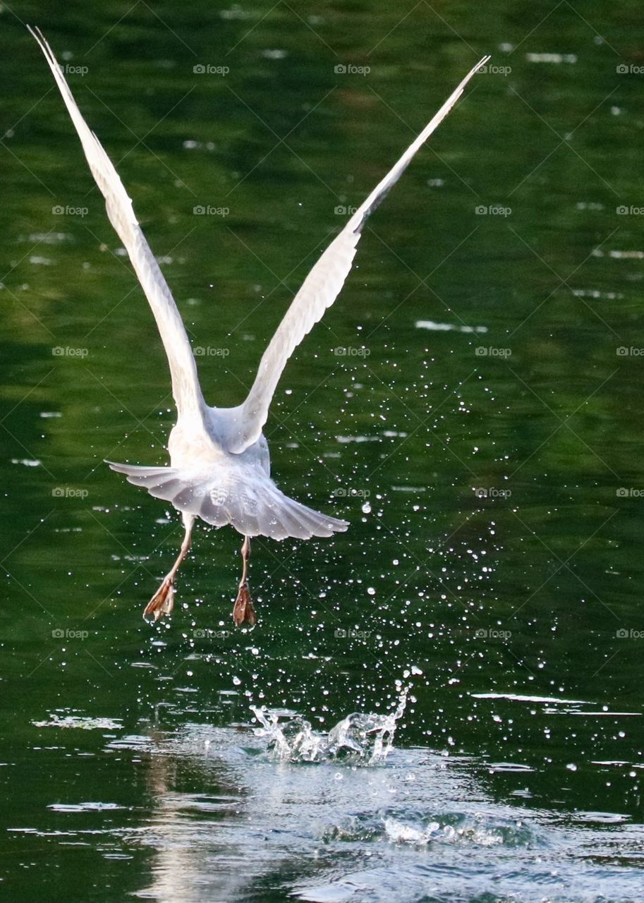 A seagull takes off from an estuary leaving a splashing of water droplets behind