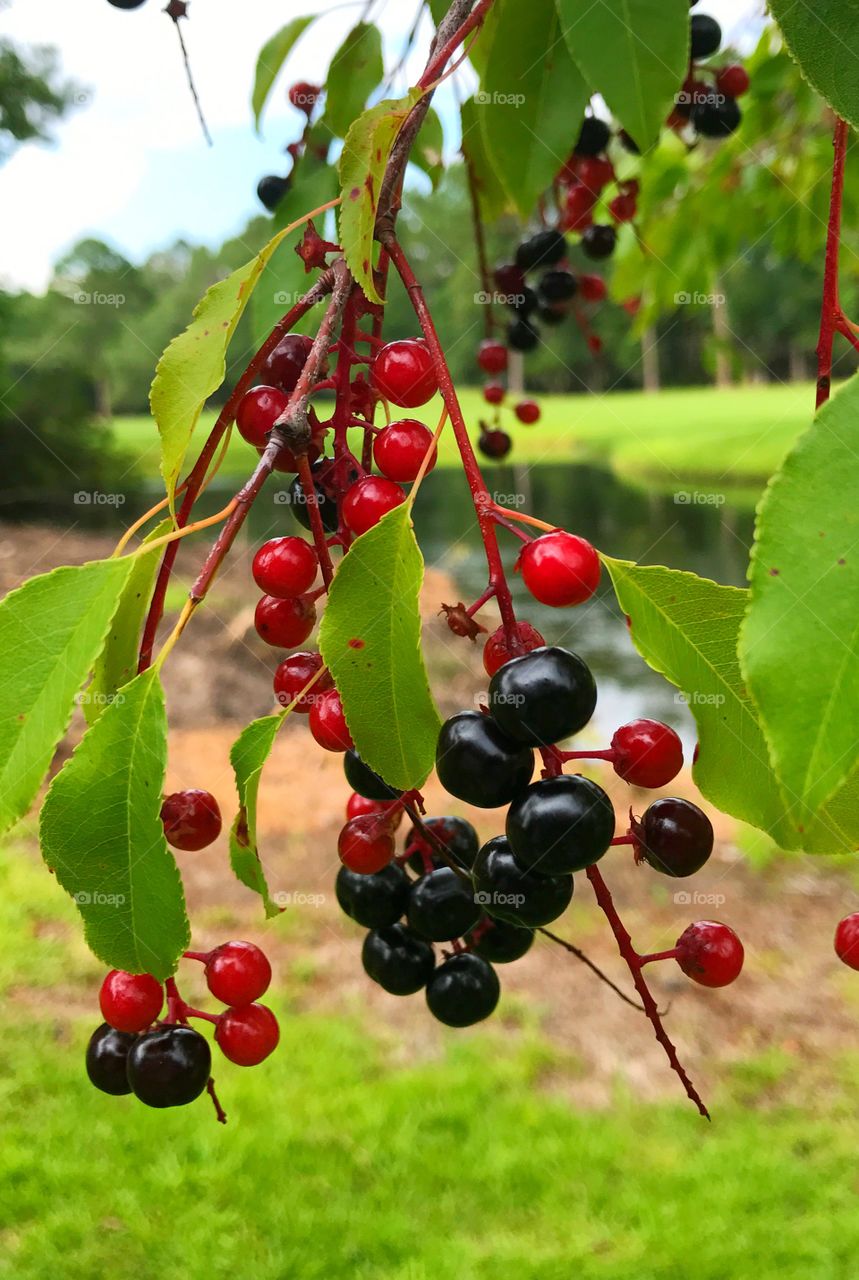 Beautiful berries 