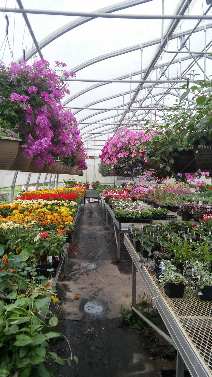 greenhouse flowers country spring colors pretty purple gardening flower