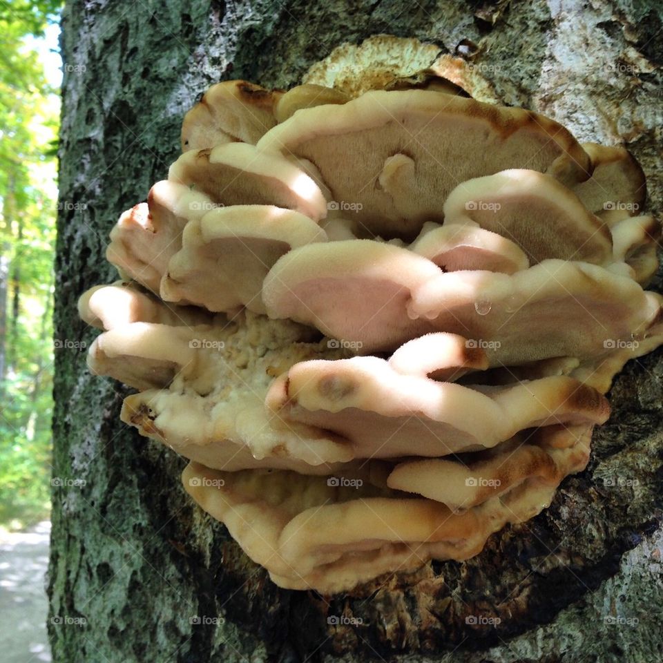 Tree Fungus