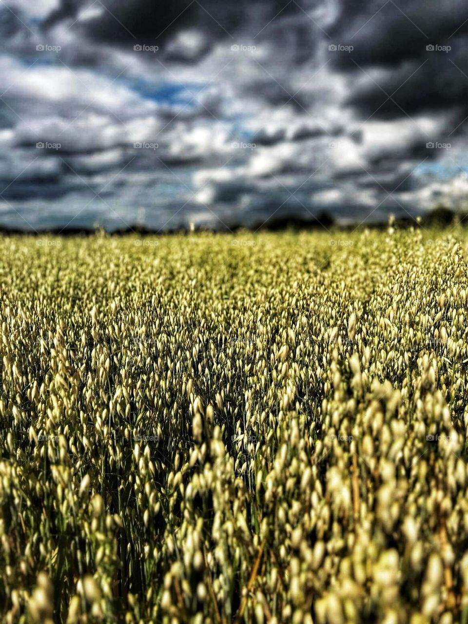 Grain