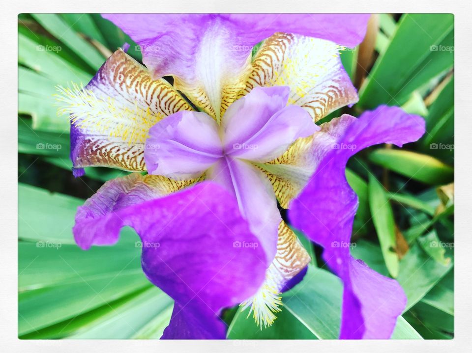 Iris purple flower