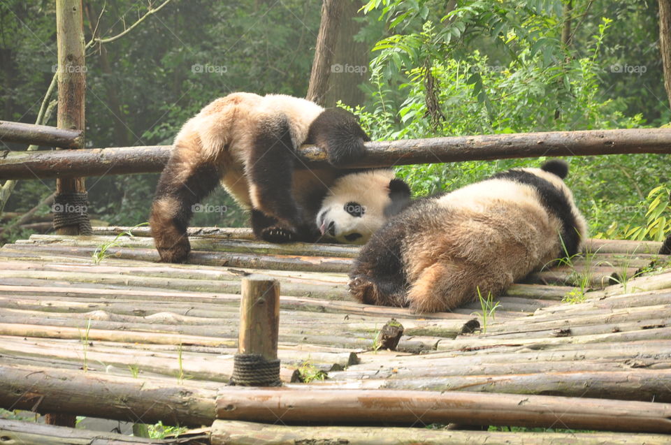 funny pandas playing