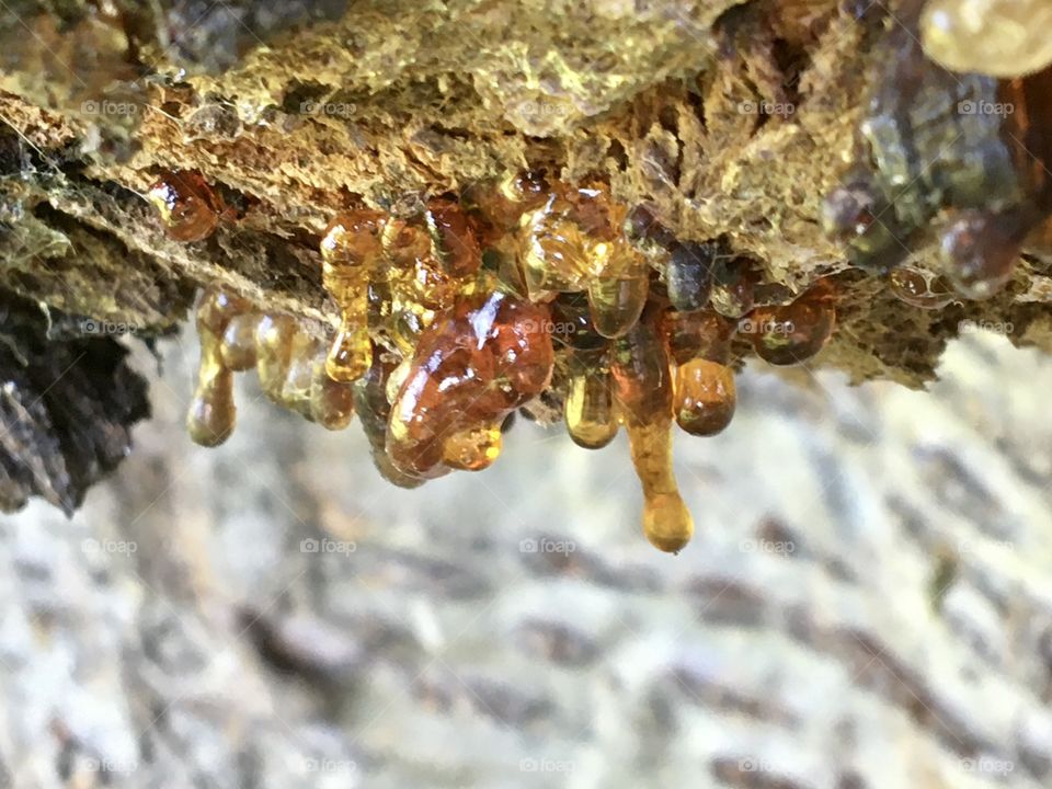 Natural cherry tree resin as stalactites in a cavern 